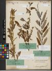 Foto von Salix triandra subsp. amygdalina (L.) Schübl. & G. Martens